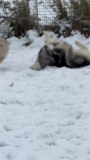 Husky Breeding Tips for Passionate Owners