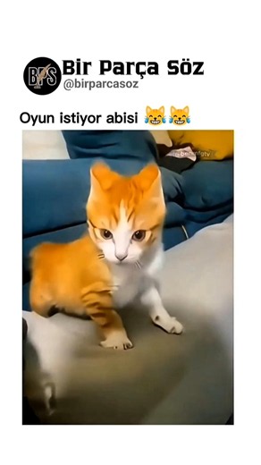 Kaçak mama ile besleniyor 😹 #kedi #mama #komik #cat