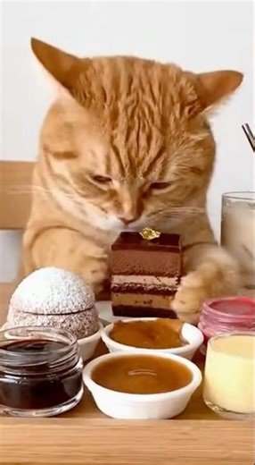 "This Little Cute Cat Eating ep.2 #cat #foodiecat #shorts #funnycat #catvideo #catmukbang