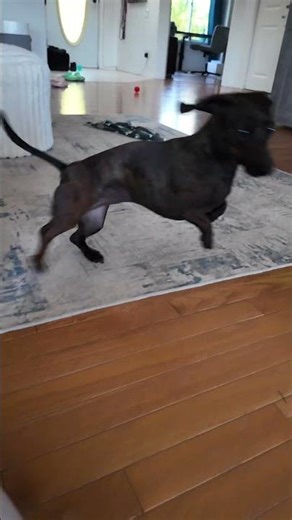 Dachshund and Her Automatic Ball Launcher