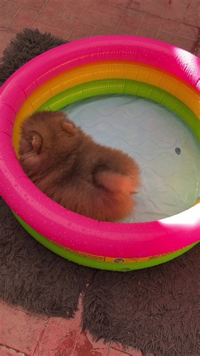 ¿A qué edad bañar a un pomerania cachorro?