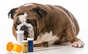 My Dog Ate a Vitamin D Pill or Capsule What Should I Do? (Reviewed by Vet) | Our Fit Pets