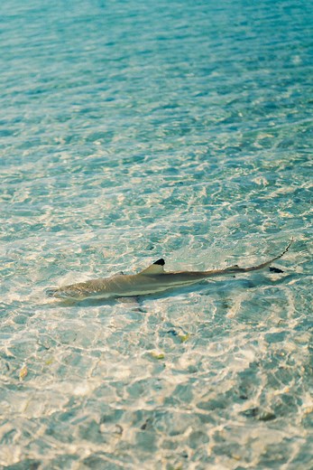 Blacktip reef sharks stand out in the vibrant waters around Tetiaroa, as a key figure among the world’s five main reef shark species. Easily identifiable by their black-tipped dorsal fin, these small sharks thrive in the shallow waters near the shore. Despite their size, blacktip reef sharks play a monumental role in maintaining the balance of the lagoon ecosystem. They are skilled hunters of smaller lagoon creatures—fish, crabs, and shrimp—and often hunt in groups to corral their prey. Their pr