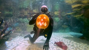 27K views · 295 reactions | Ever seen pumpkin carving like this? Dive into spooktacular depths underwater as our volunteer diver Tim creates an underwater jack-o'-lantern masterpiece! Happy #NationalPumpkinDay!  | Point Defiance Zoo & Aquarium | Facebook