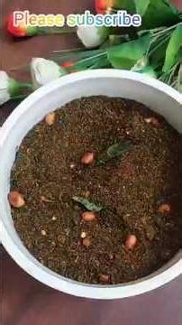 Superfood Moringa: 300 से ज्यादा बीमारियों का एक ही इलाज - मोरिंगा पाउडर के फायदे।