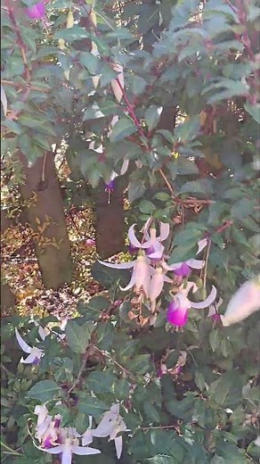 The Amazing RESILIENCE of Fuchsia Flowers in The Garden!