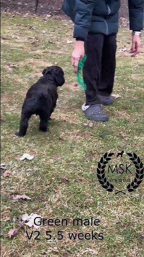 Curiosity in Action Black Russian Terrier Puppy Green Boy V2 litter