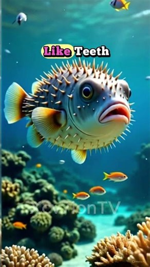 lil fish but eat hard sea shells 🐟🐚