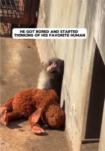 #punchthegreat #punch #ichikawazoo #punchmonkey #monkeypunch | monkey videos