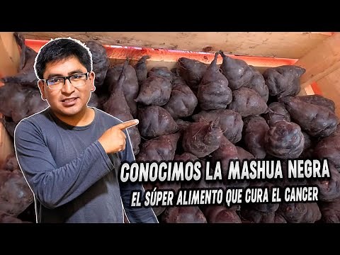 Did you know about Black Mashua?, the superfood that can cure cancer