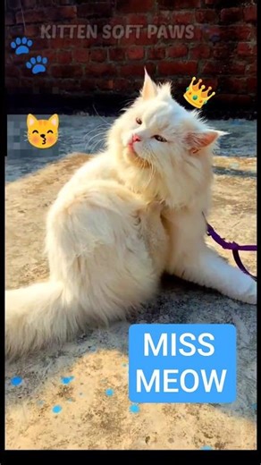 This is the most important work 😹 #kitten #kitty #cat #paws