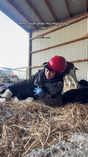 Calf sitter, not babysitter: New Zealand dairy calving routine