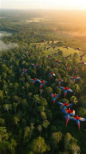 Amazon Rainforest Canopy Life | Hidden World Above the Jungle
