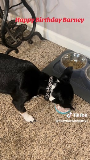 Happy 5th Birthday to Barney #happybirthday #barney #fizzyfizzwithpatty