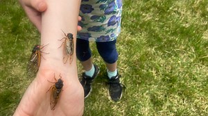 A cicada science lesson 17 years in the making at this Fairfax County elementary school