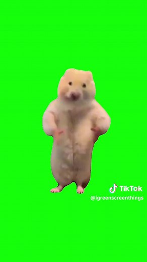 Chinese Hamster Dancing | Green Screen #hamster #dance #dancing #meme #viral #trend #fyp