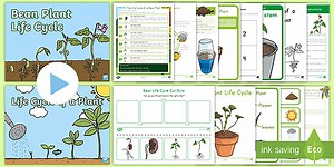 Life Cycles of Plants Activity Pack for K-2nd Grade