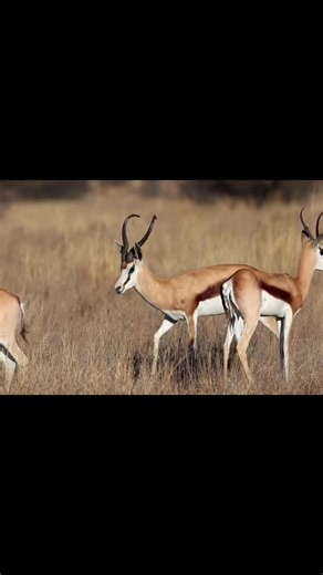 Bliksem - Impressive 19 6/8” Saluki Hunting Springbok in South Africa