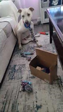 Letting My Dog Unbox His Own Toys Was a Mistake 😂🐾