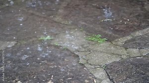 rainwater drops falling on an old broken cobblestone with plants forming a puddle of water during a spring storm - close up effect with a feeling of melancholy and sadness