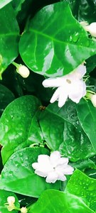 218K views · 4.2K reactions | Medicinal Shrubs 101: Arabian Jasmine | The Weeds and Seeds Guy | Facebook