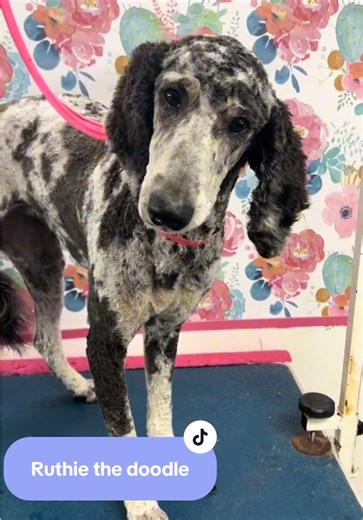 Ruthie the doodle with a poodle cut #groomer #doggroomer #doggrooming #haircut #doghaircut #dogbathing #dogbath #doodle #labradoodle #merle