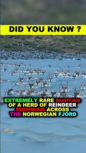 Extremely Rare Sighting: A Herd of Reindeer Swimming Across the Norwegian Fjord #rare #animals #love