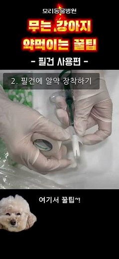 필건 사용법 완벽 정리 💊약만 보면 돌변하는 아이!완벽 투약법은 역시 알약! 알약 조제부터 필건 사용법까지 싹 정리해 드릴게요^^#필건 #강아지약먹이기#반려동물꿀팁 #동물병원일상