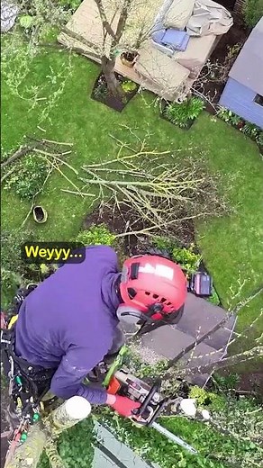 Arborist at work: Sycamore tree removal uk tree surgeon #arborist #treework #treesurgeon
