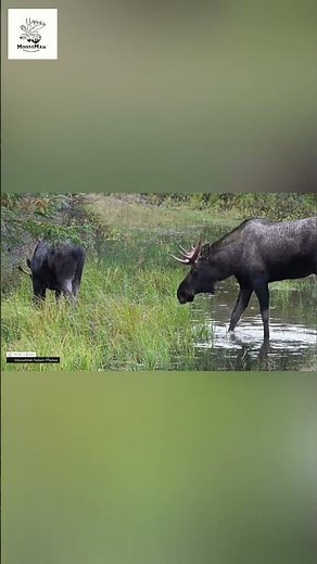 Majestic Moose Roam Peaceful Waterway Nature's Serenity Unveiled! #moose #wildlife #nature