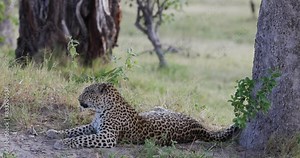 Close-up side view. Leopard lying on the ground panting and yawning