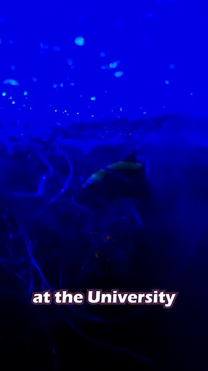 Minute Science: Transgenic Fish --- Talking about GloBettas, AGAIN --- #bettatok #fishtok #science #Edutok #fish #bettas #Glofish #globettas #aquarium #learnontiktok #genetics #transgenesis #petsoftiktok #aquariumhobby #aquariumfish #bettafishtank #fishcontent #fishkeeping #bettafishlover#bettafish #minutescience #scienceminute #bettasoftiktok #wickedbettas