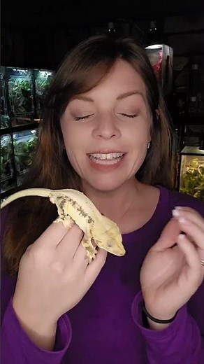 How to Bond with Your Crested Gecko