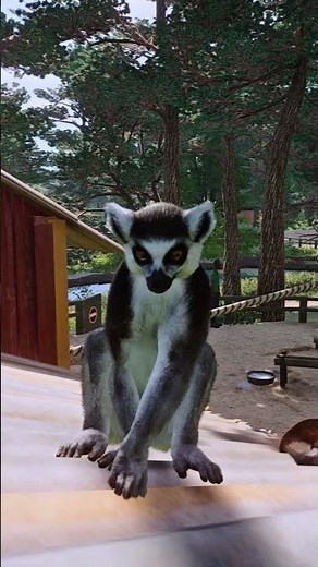 Better climbing in #planetzoo2 ?! #planetzoo #climbing #lemur #speculation