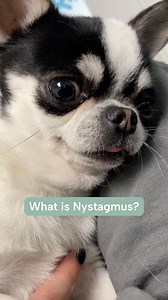 1.8K views | Have you ever noticed your dog’s eyes moving back and forth uncontrollably? It might be nystagmus! Nystagmus is an involuntary, abnormal eye movement, characterized by slow movement in one direction and rapid movement in the opposite direction. In this reel, Dr. Sanil breaks down what nystagmus is and the three types you might see in pets. #nystagmus #veterinaryneurology #neurology #vetmed | Southeast Veterinary Neurology | Facebook