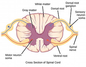 Spinal Cord Cross Section Explained (with Videos)