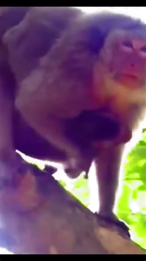 Life of Monkeys: The mother monkey has just given birth but still loves her older baby very much.