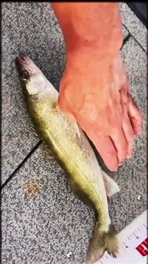 #throwbackthursday #walleye #fishing #outfishontario #throwbacks ❤️