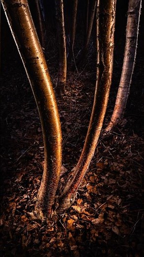 Light Painting Photography in the Forest with the #amaran Pano 60c