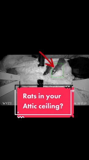 Dealing with Rats in Ceiling: Pest Control Issues Solved