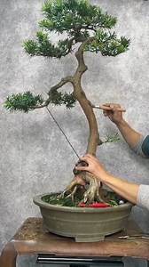49K views · 726 reactions | Elegant Power of Podocarpus Bonsai. #BonsaiTree #Podocarpus #BonsaiDesign #NatureArt #BonsaiInspiration | Gunawan Nikita | Facebook
