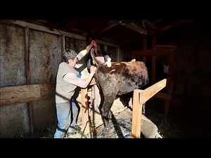 Pregnancy Testing All 3 of Our Cows | Homestead Update