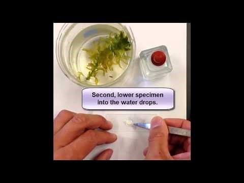 How To Prepare A Wet Mount Slide