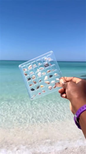 31K views · 441 reactions | Seashells hunting #seaglass #beachcombing #beachglass #seashells #shelling #rocks #rockhunting #beachfinds | displayshellco | Facebook