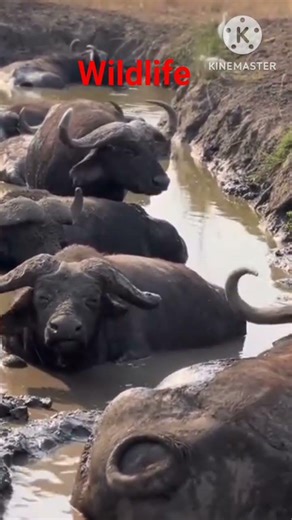 The Ultimate Guide to Wildlife Conservation: Protecting Nature #animals #wildlifeentertainment