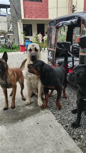 The Strongest Big Dog Breeds in the World