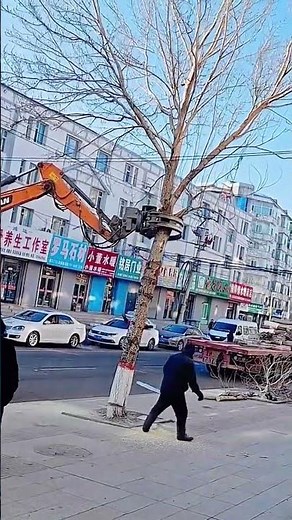 The process of knocking down a sycamore tree- Good tools and machinery can increase work efficiency