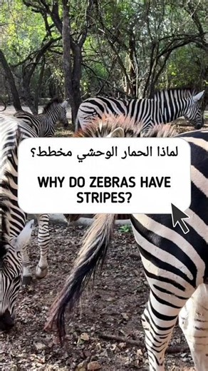 Have you ever wondered why zebras have black and white stripes?