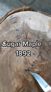 426K views · 3.3K reactions | Dendrochronology lesson on a old sugar maple from northern Maine by Neil Thompson. (@forestryprof) | American Loggers Council | Facebook