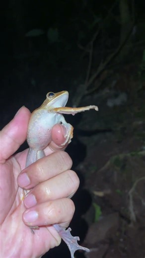 “Close up of a funny tree frog” 🐸😄